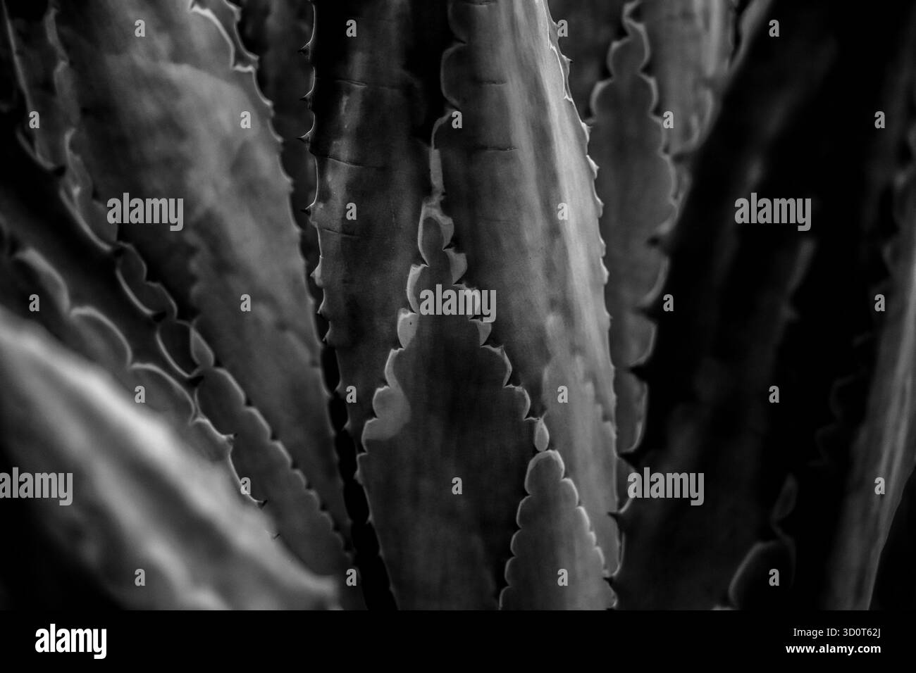 Photographie d’art noir et blanc capturant des fleurs sous forme abstraite, explorant la lumière, la texture et le ton pour révéler la géométrie tranquille de la nature. Banque D'Images