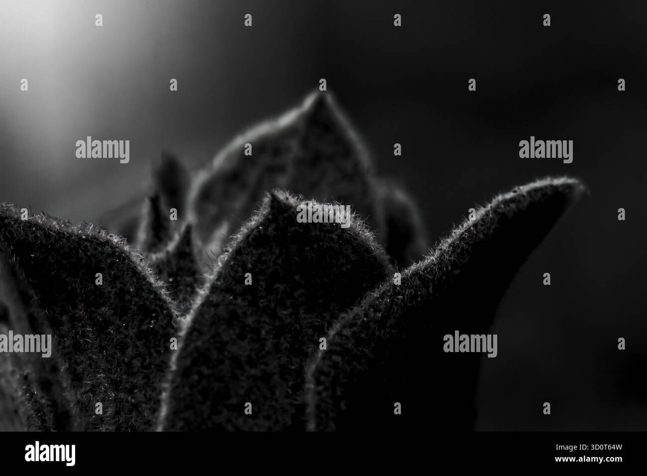 Photographie d’art noir et blanc capturant des fleurs sous forme abstraite, explorant la lumière, la texture et le ton pour révéler la géométrie tranquille de la nature. Banque D'Images
