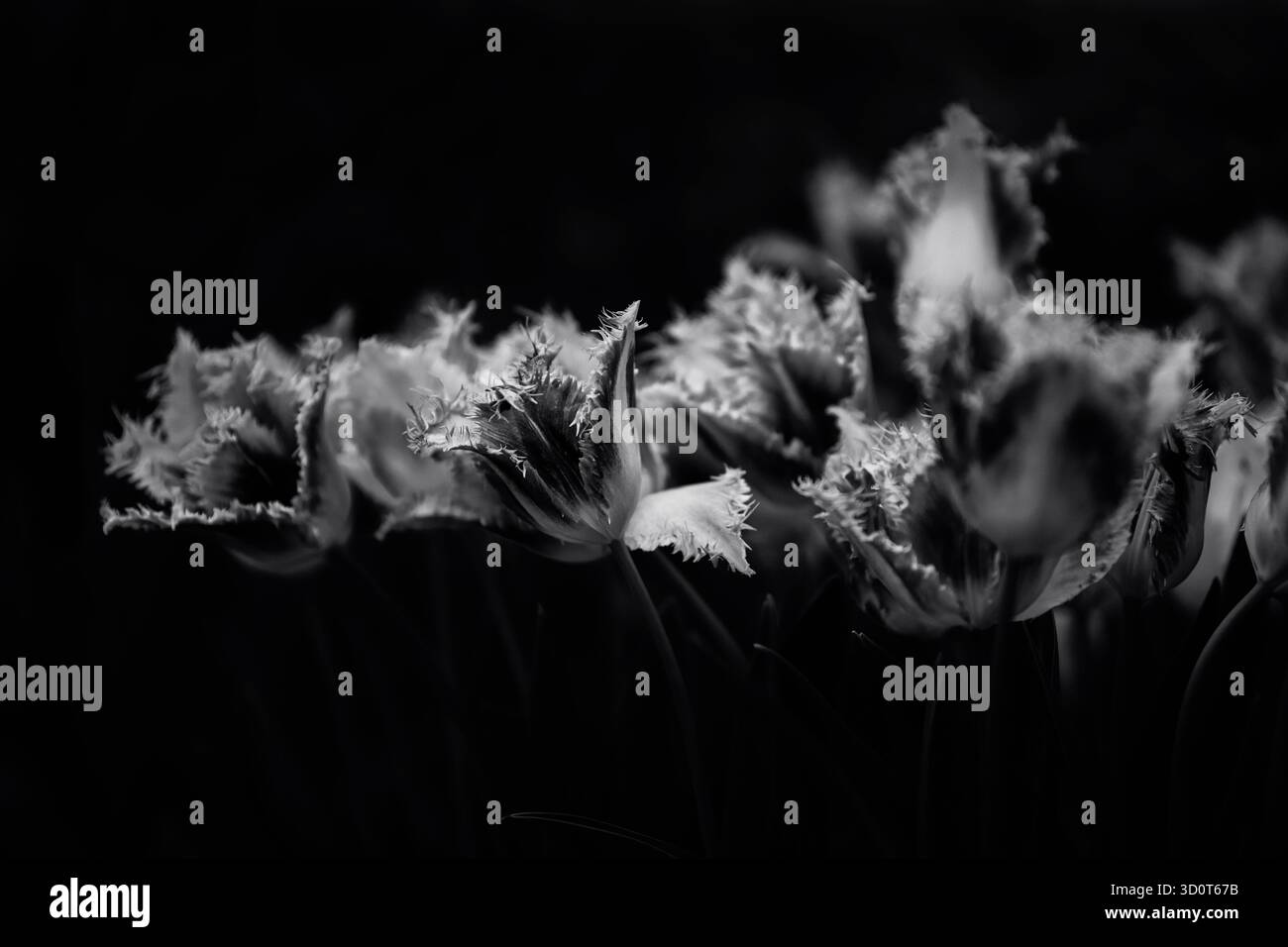 Photographie d’art noir et blanc capturant des fleurs sous forme abstraite, explorant la lumière, la texture et le ton pour révéler la géométrie tranquille de la nature. Banque D'Images