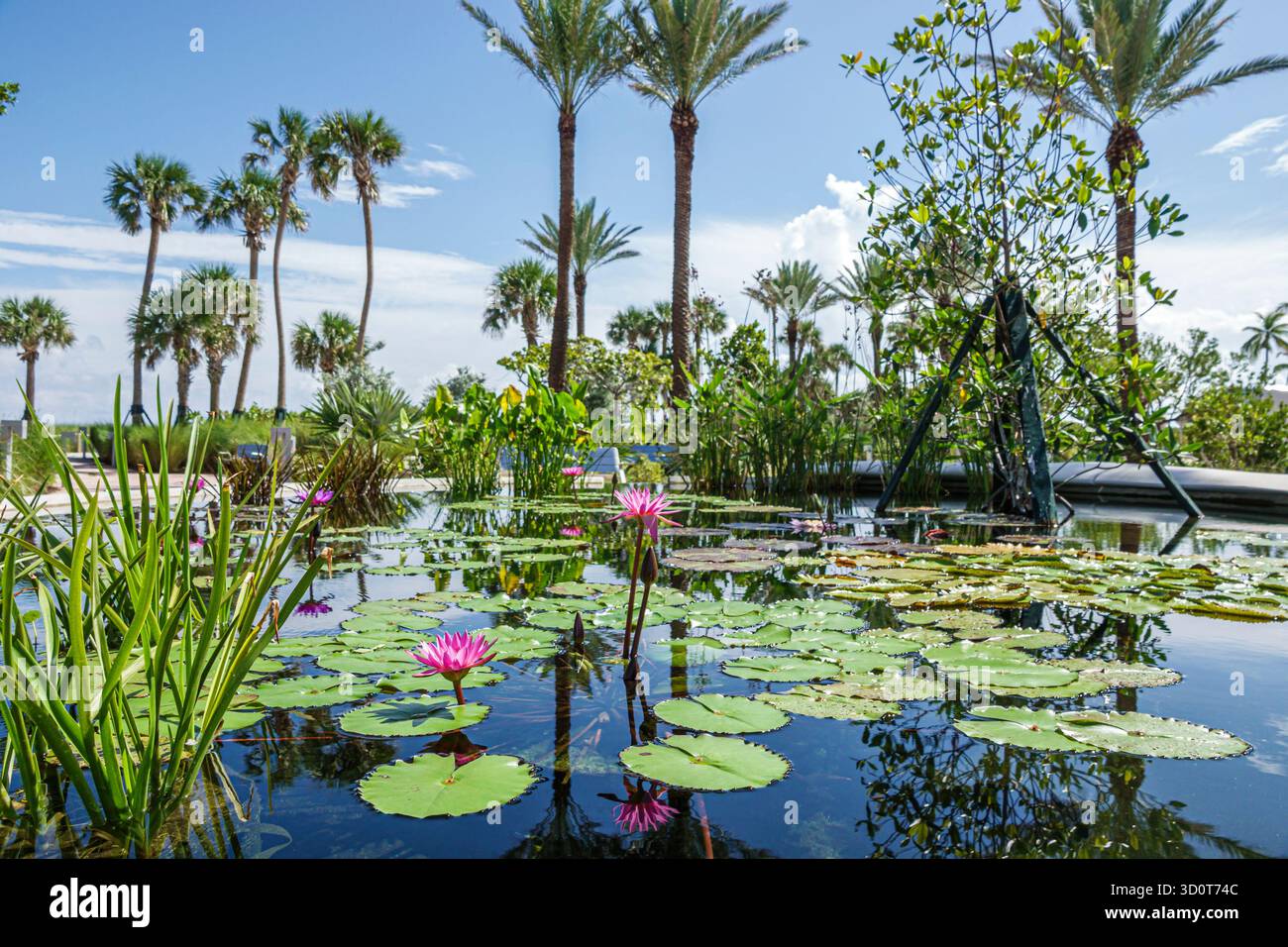 Miami Beach Floride, Ocean Terrace Park, étang nénuphars rose lotus plantes tropicales, palmiers reflet bleu ciel, parc public paysager nature scen Banque D'Images
