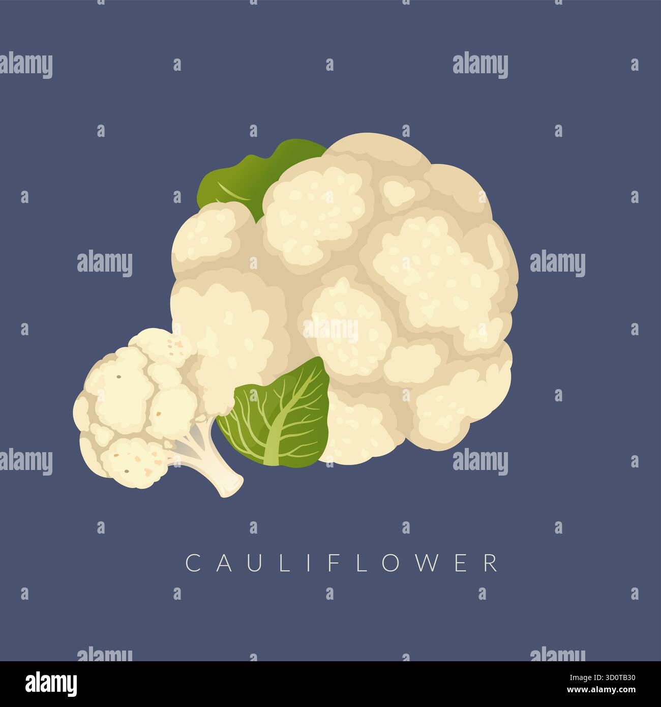 Chou-fleur frais - meristem d'inflorescence blanche - illustration stock comme fichier EPS 10 Illustration de Vecteur