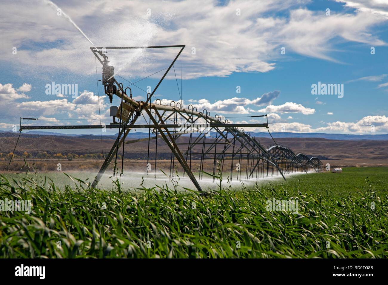 Alcova, Wyoming - arroseurs arrosent une culture qui pousse dans le désert du Wyoming. L'eau dans cette zone autrement sèche provient de la rivière North Platte voisine. Banque D'Images