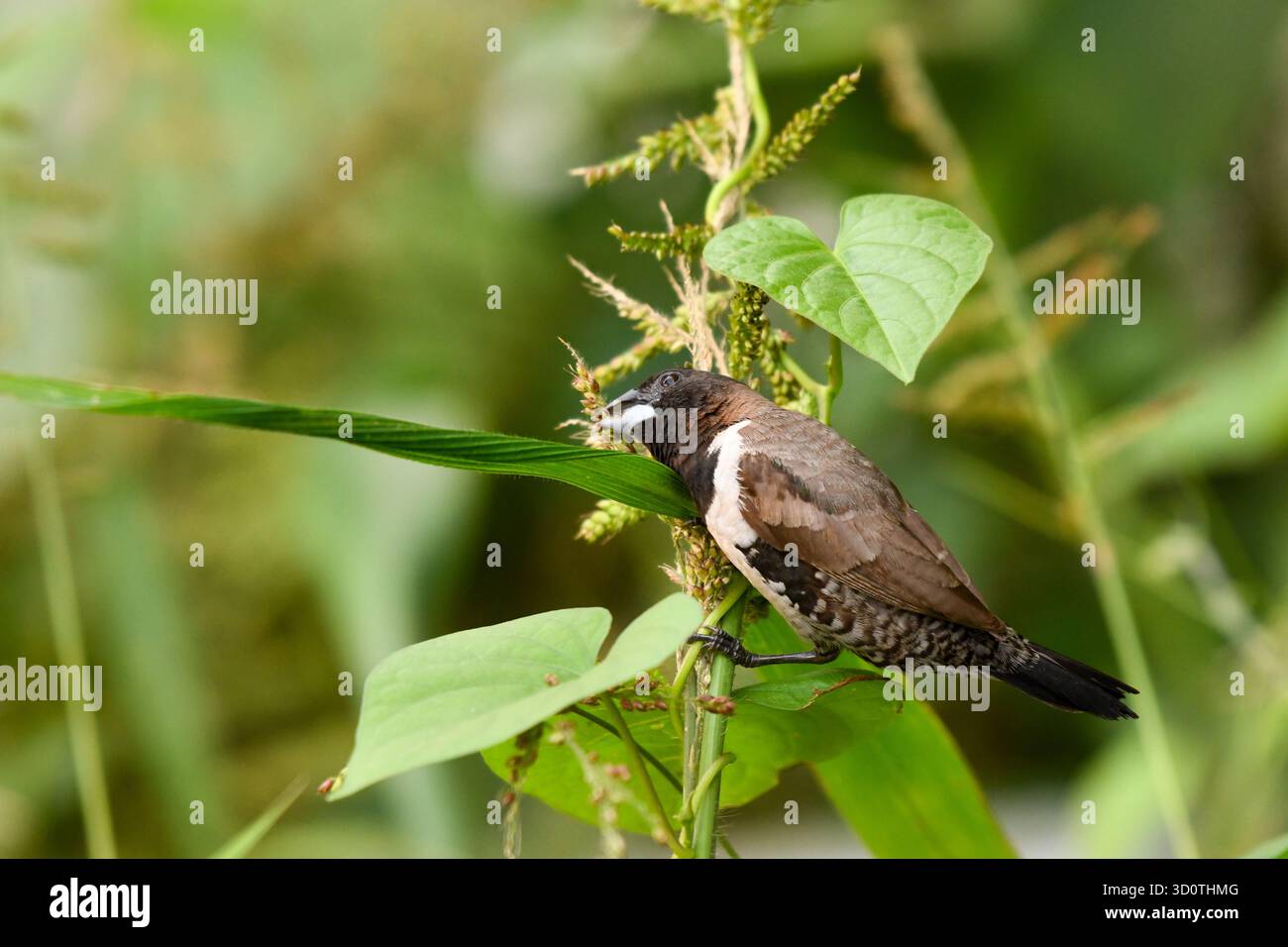 Mannikin en bronze (Spermestes cucullata) se nourrissant de graines à Yaoundé, Cameroun Banque D'Images