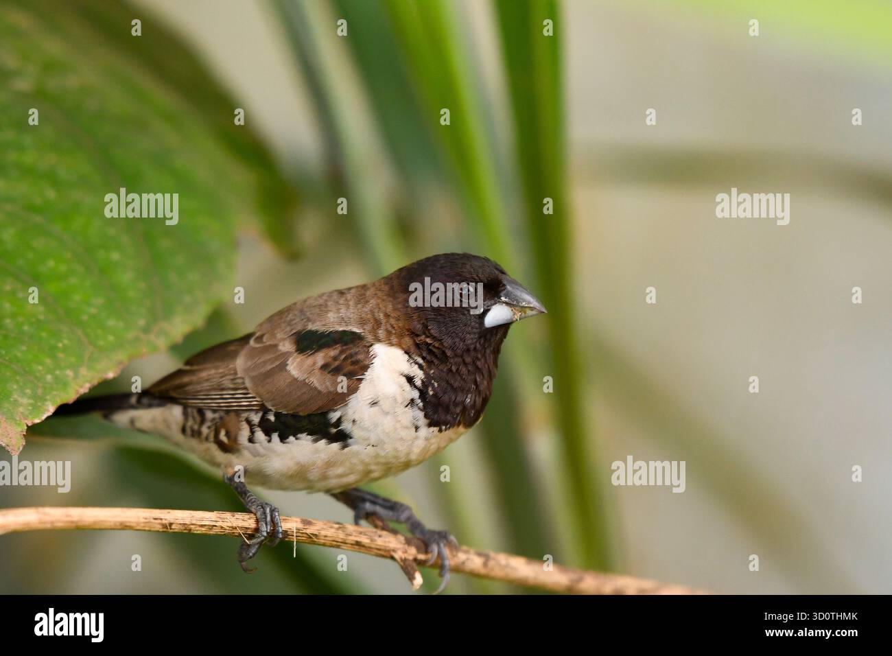 Bronze Mannikin (Spermestes cucullata) portrait Yaoundé Cameroun Banque D'Images