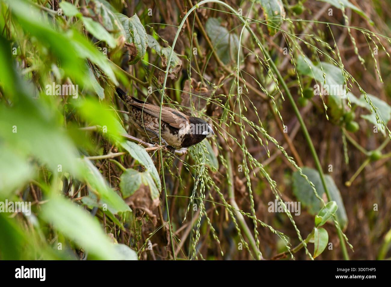 Mannequin en bronze (Spermestes cucullata), Yaoundé, Cameroun Banque D'Images