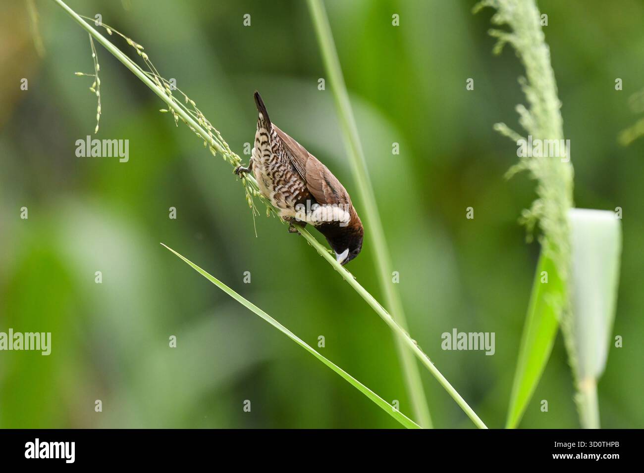 Mannikin en bronze (Spermestes cucullata) debout sur la branche à Yaoundé, Cameroun Banque D'Images