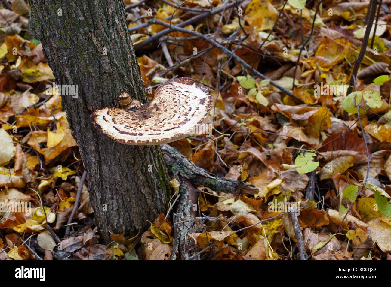 Champignon de selle de Dryad sur le tronc d'un orme mort. Forêt du nord du Minnesota. Banque D'Images