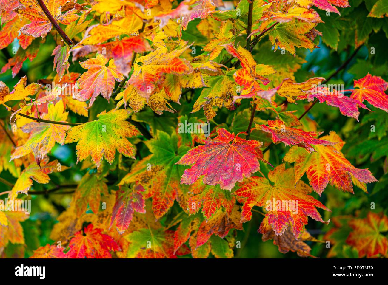 Image abstraite de feuilles changeant de couleur sur la côte ouest du Canada Banque D'Images