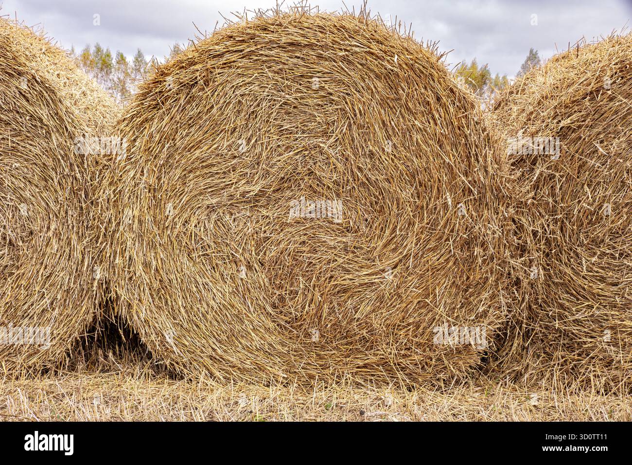 Vue détaillée des fibres de paille étroitement compactées dans une balle cylindrique reposant sur de la terre labourée, mettant en évidence l'efficacité du pressage et les normes de traitement des résidus Banque D'Images