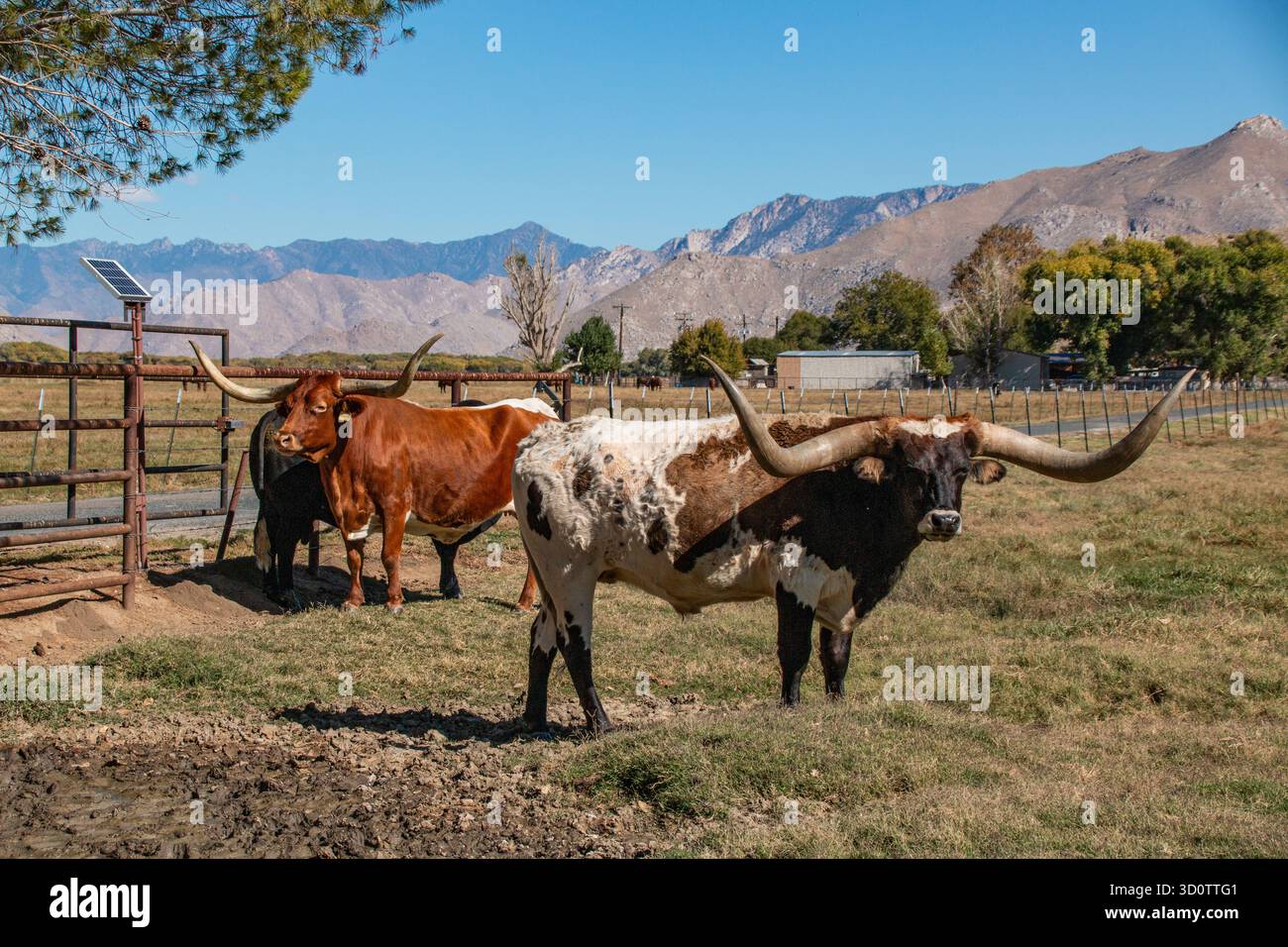 Bétail Longhorn avec de très longues cornes sur un ranch. Banque D'Images