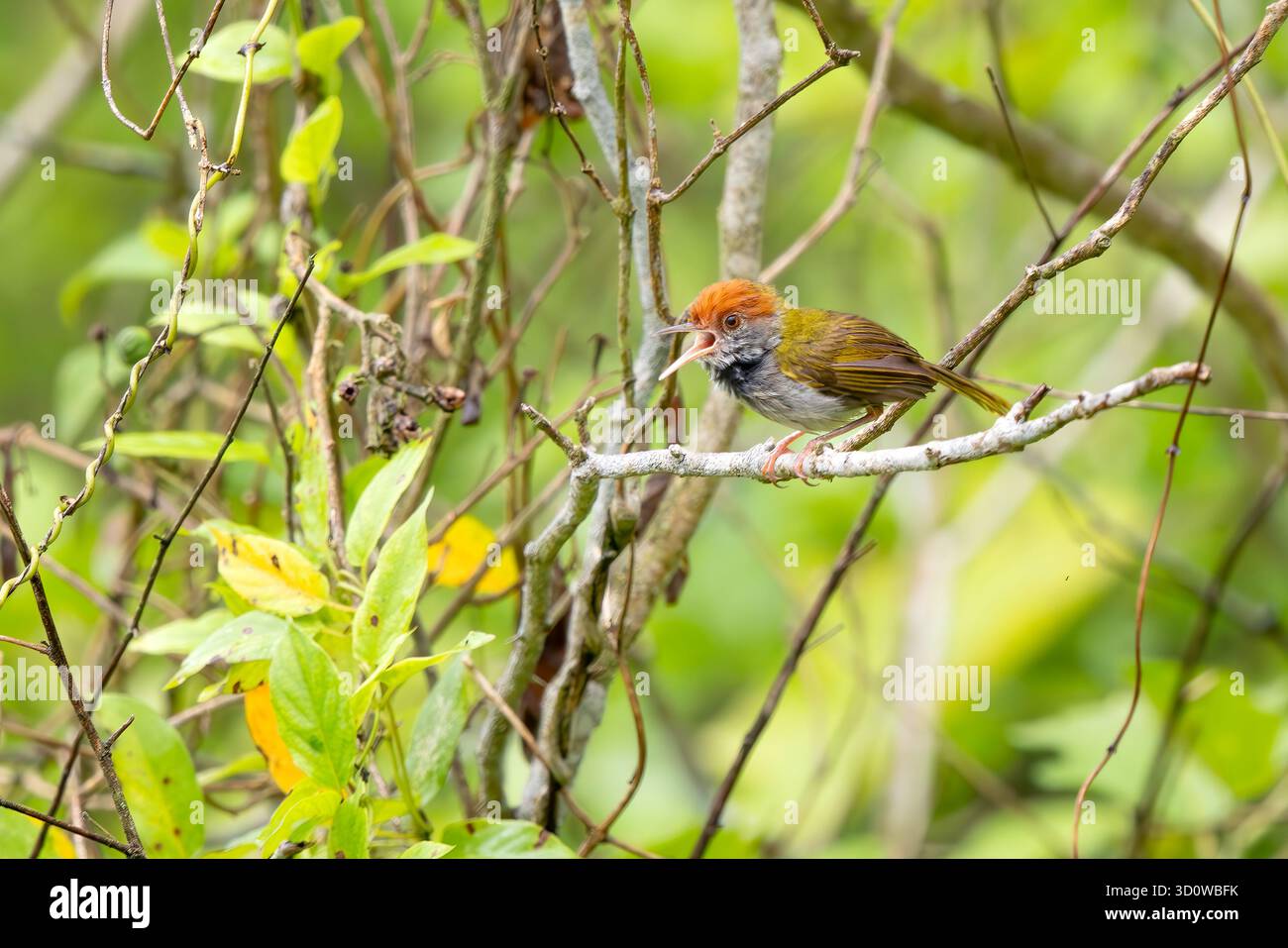 Oiseau de queue à cou foncé - Orthotomus atrogularis, beau petit oiseau perché originaire des bois et des buissons de l'Asie du Sud et du Sud-est, Vietnam. Banque D'Images