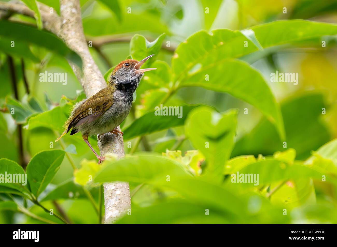 Oiseau de queue à cou foncé - Orthotomus atrogularis, beau petit oiseau perché originaire des bois et des buissons de l'Asie du Sud et du Sud-est, Vietnam. Banque D'Images