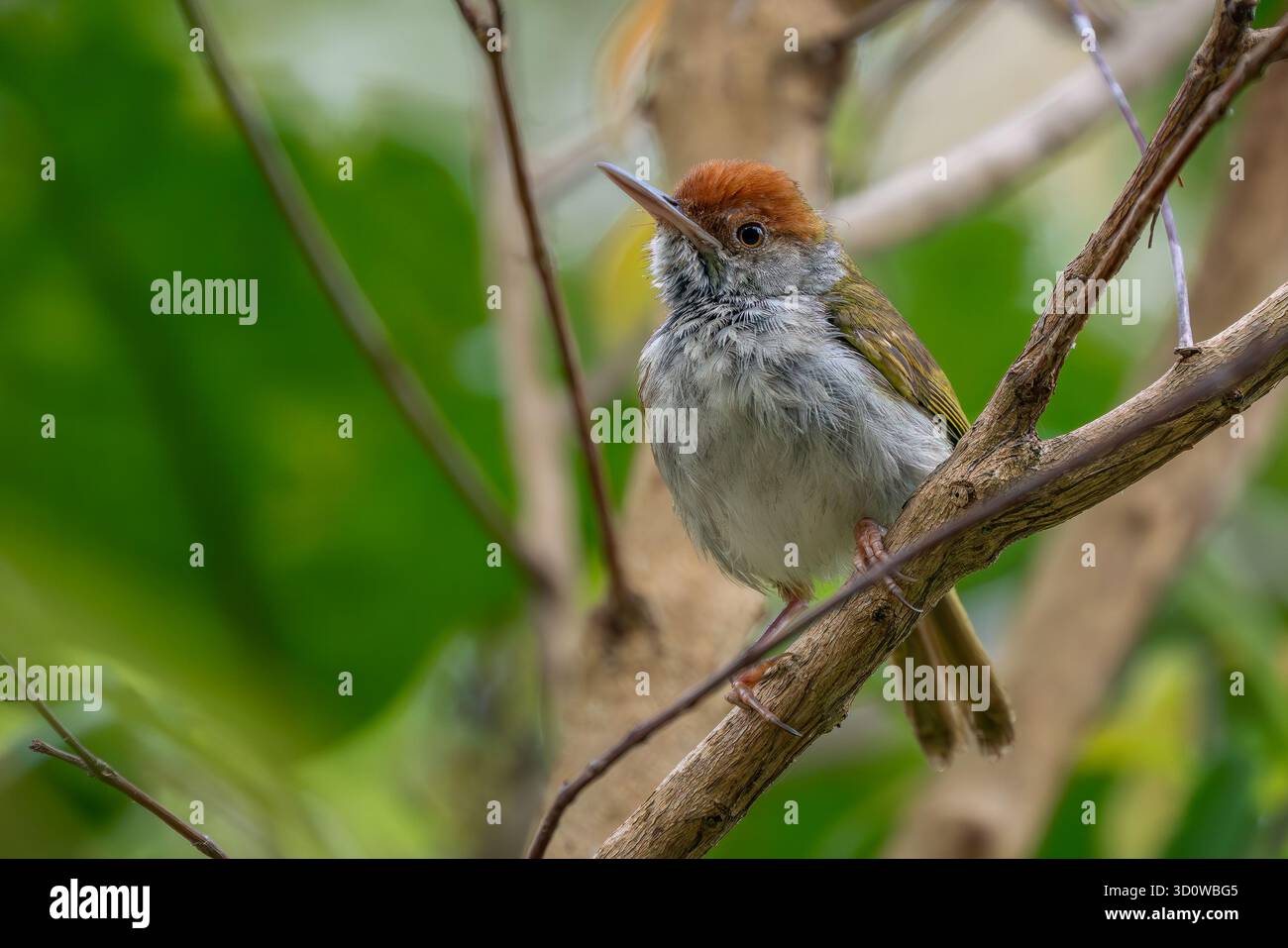 Oiseau de queue à cou foncé - Orthotomus atrogularis, beau petit oiseau perché originaire des bois et des buissons de l'Asie du Sud et du Sud-est, Vietnam. Banque D'Images