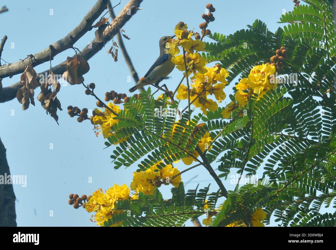 Siliguri, Bengale occidental, Inde. 25 octobre 2025. Un Sunbird de jardin recueille le nectar de fleur se trouve sur une branche d'un arbre à Siliguri. (Crédit image : © Diptendu Dutta/ZUMA Press Wire) USAGE ÉDITORIAL SEULEMENT ! Non destiné à UN USAGE commercial ! Banque D'Images Siliguri, Bengale occidental, Inde. 25 octobre 2025. Un Sunbird de jardin recueille le nectar de fleur se trouve sur une branche d'un arbre à Siliguri. (Crédit image : © Diptendu Dutta/ZUMA Press Wire) USAGE ÉDITORIAL SEULEMENT ! Non destiné à UN USAGE commercial ! Banque D'Images