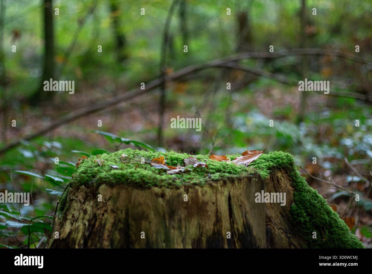 Podium naturel de souche d'arbre avec mousse verte et fond flou Banque D'Images