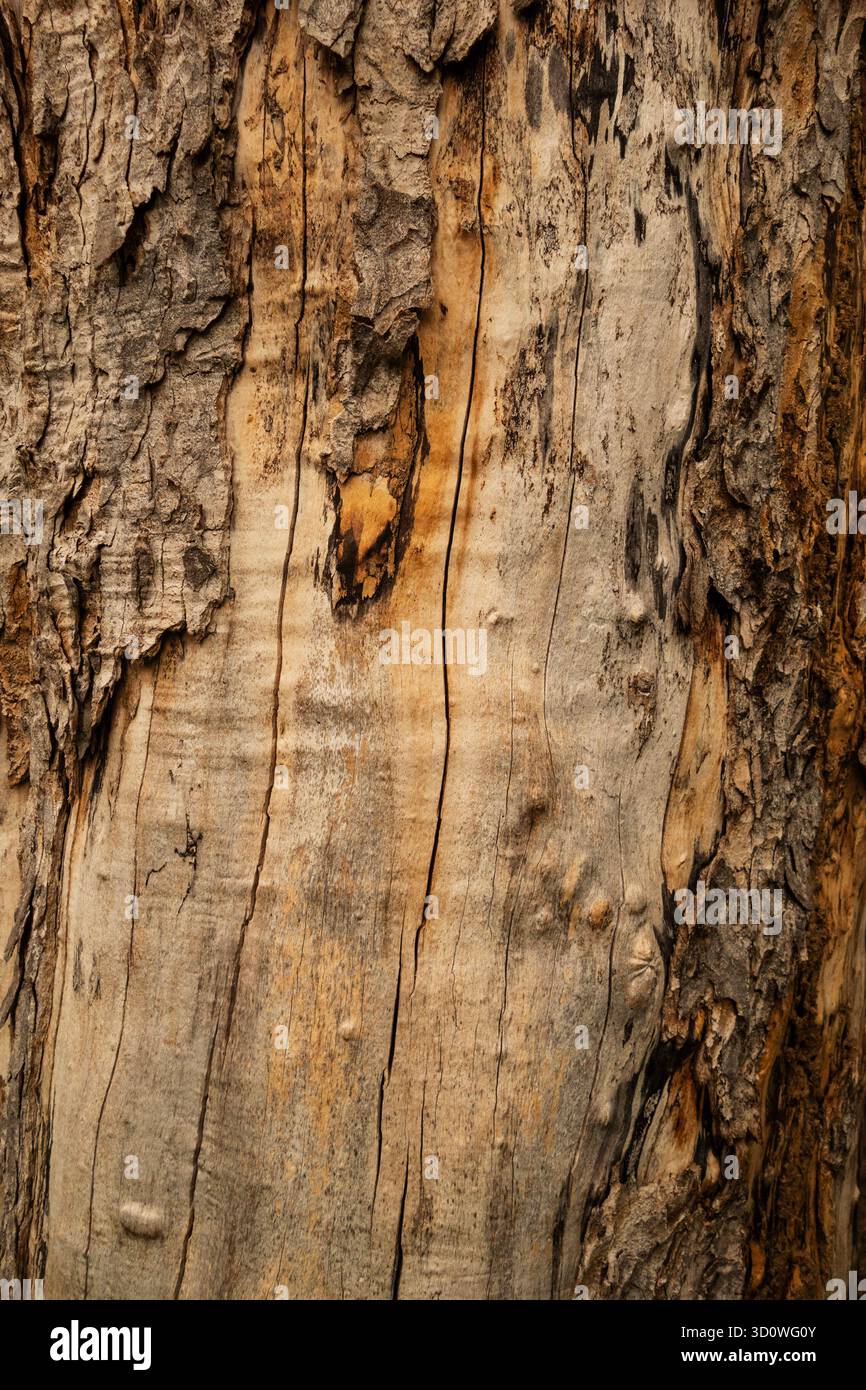 Gros plan du tronc d'arbre montrant la texture détaillée de l'écorce, le fond naturel, le motif organique et la surface de bois naturel Banque D'Images