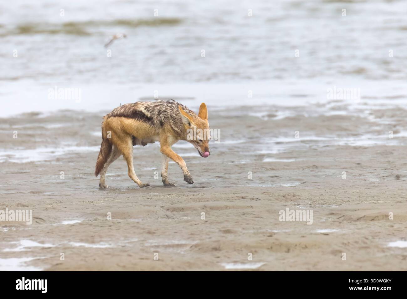 Jackal à dos noir mangeant un phoque à fourrure du Cap mort à Walvis Bay Namibie Banque D'Images