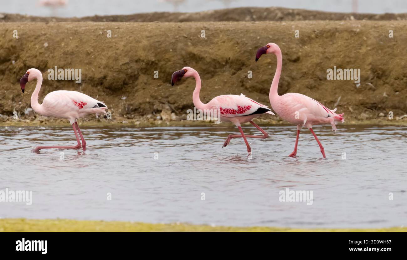 Trois petits flamants aux salines Walvis Bay Namibie Banque D'Images
