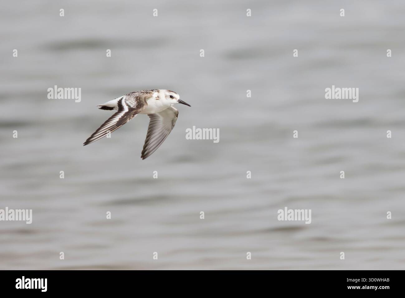 Sanderling en plumage hivernal en vol aux salines de Walvis Bay Namibie Banque D'Images
