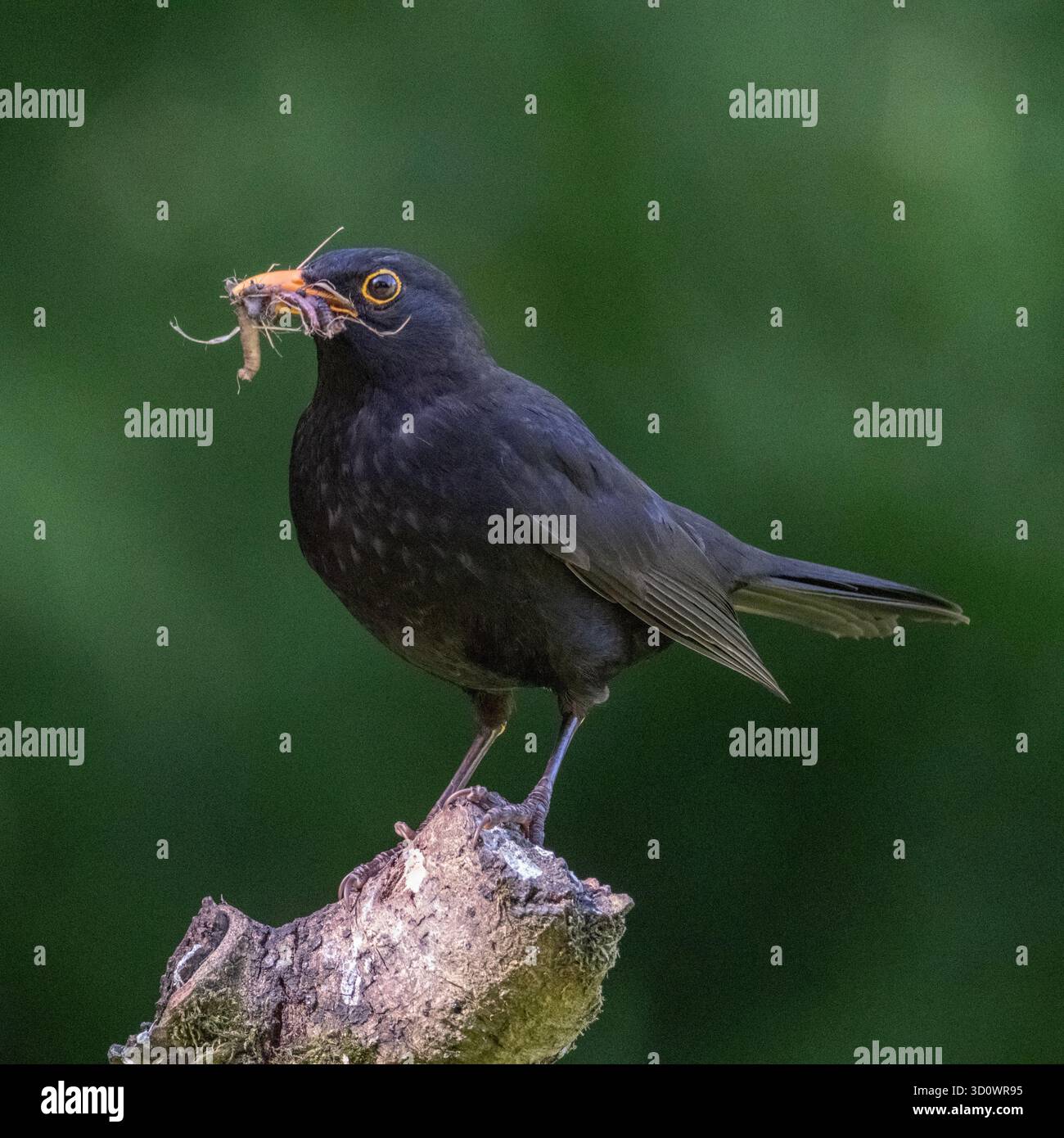 Blackbird avec déjeuner Banque D'Images