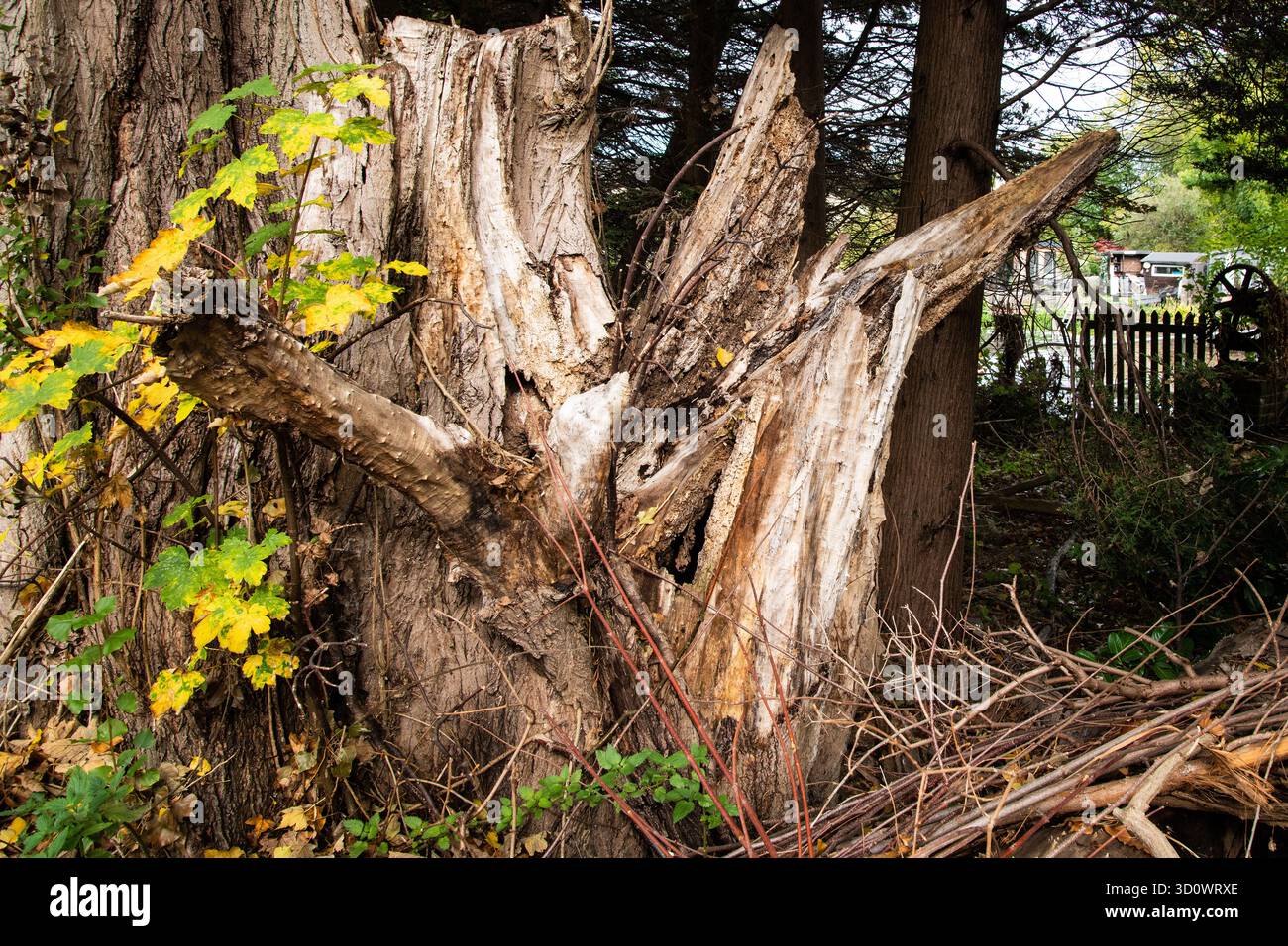 Souche d'arbre en décomposition près d'une rivière entourée de feuillage boisé, montrant des textures naturelles, du bois vieillissant et des signes de décomposition de la forêt. Banque D'Images