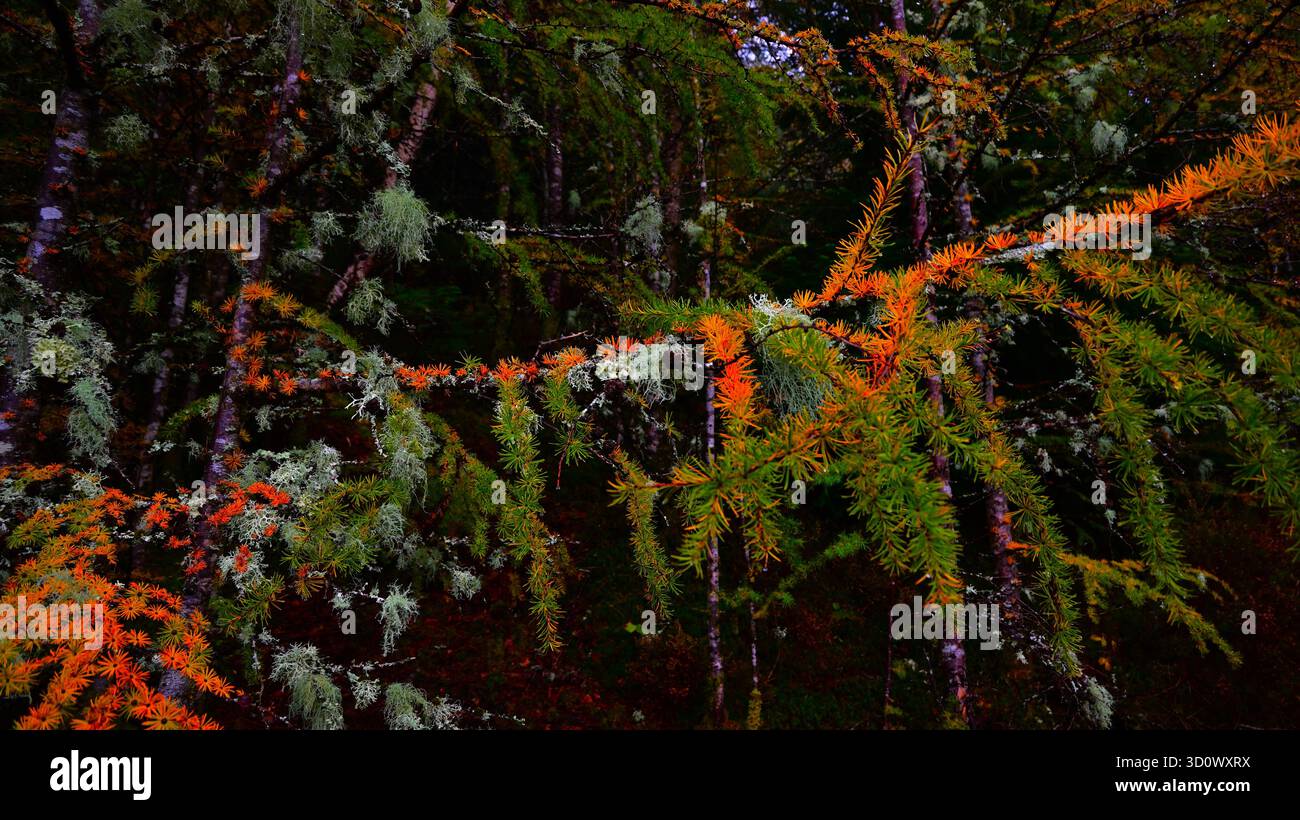 Branche de mélèze dans la forêt avec des aiguilles de pin d'automne et lichen vert pâle accroché à la branche. Banque D'Images