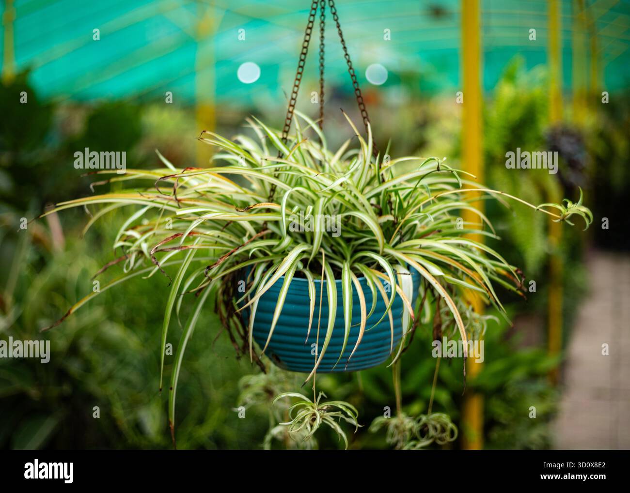 Chlorophytum comosum plante d'araignée panachée dans pot suspendu bleu à la pépinière de jardin Banque D'Images