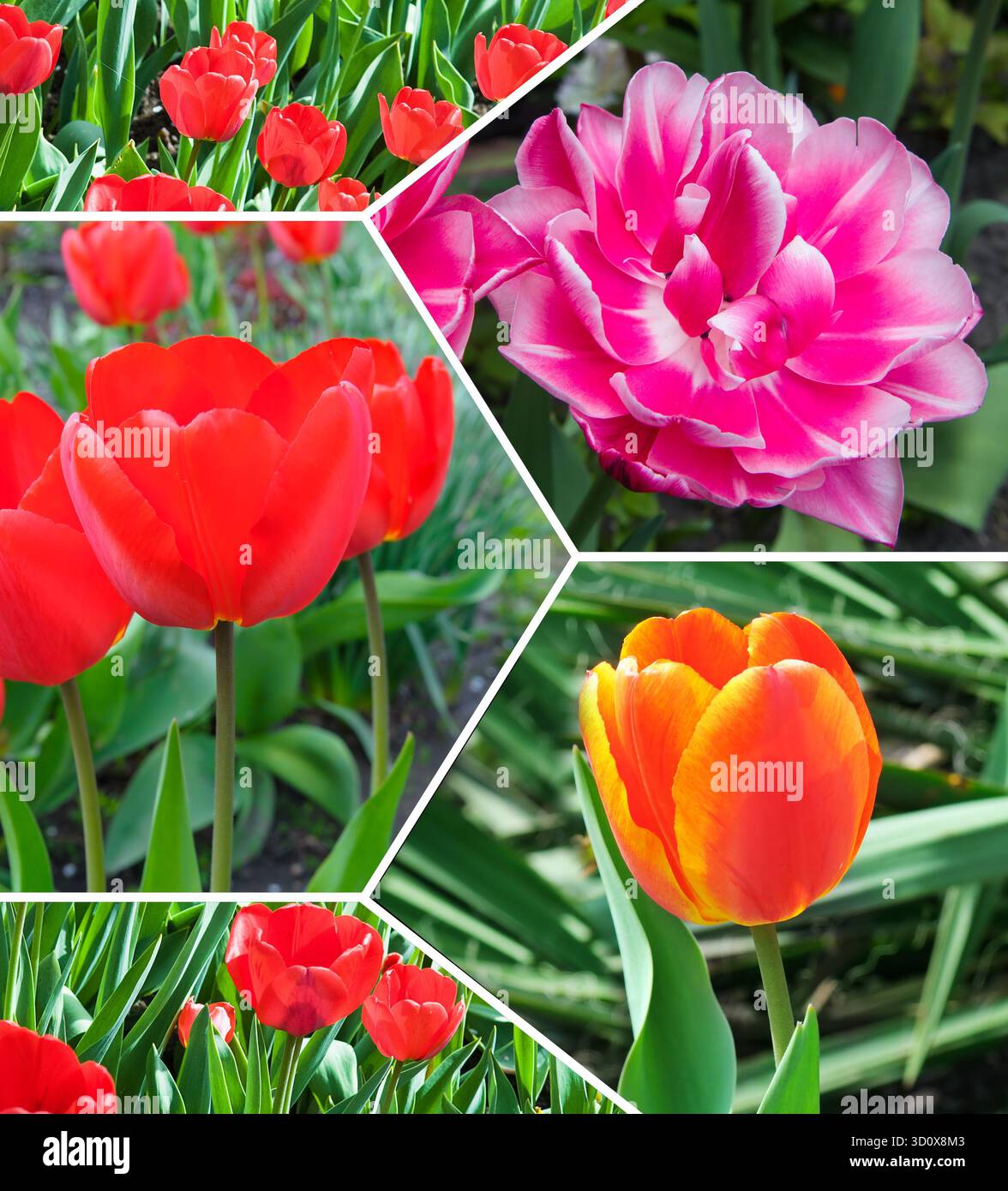 Un collage photo dynamique met en valeur la beauté vibrante du printemps avec des gros plans de tulipes rouges, roses et oranges en pleine floraison. Banque D'Images
