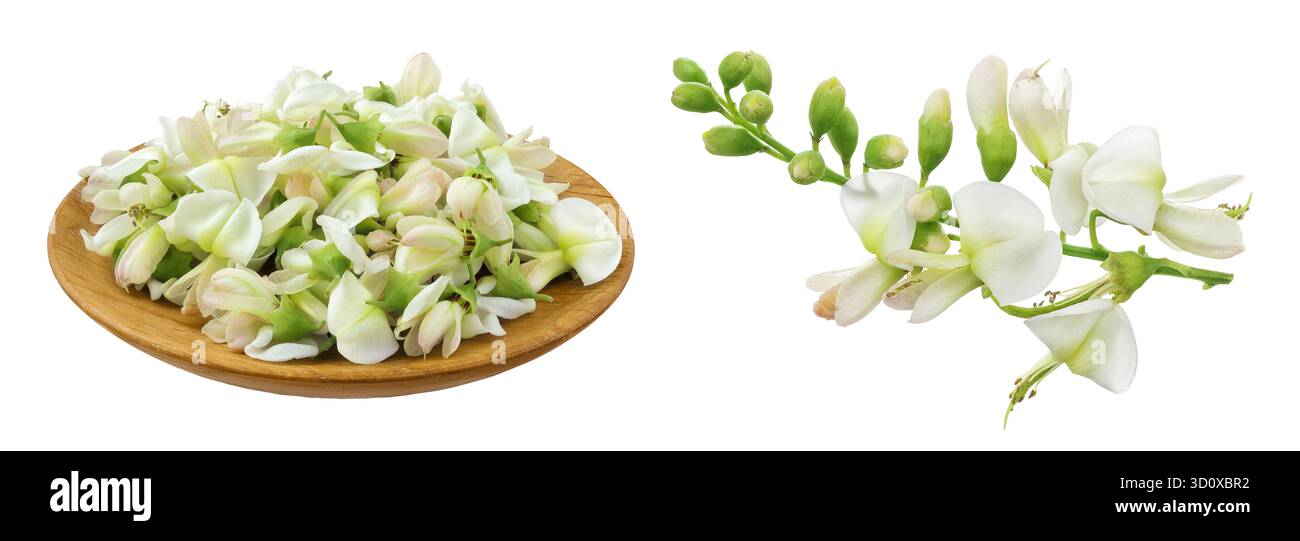 Fleurs de Sophora japonica ou Styphnolobium japonicum dans un bol en bois isolé sur fond blanc Banque D'Images