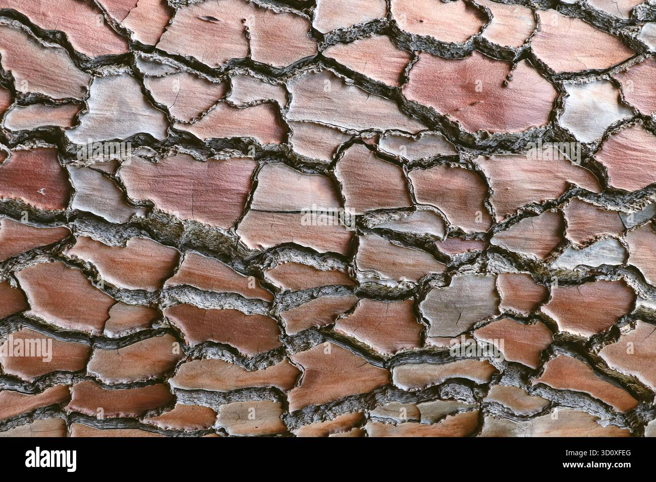 Macro gros plan de texture d'écorce de bois fissurée. Fond texturé craquelé. Banque D'Images