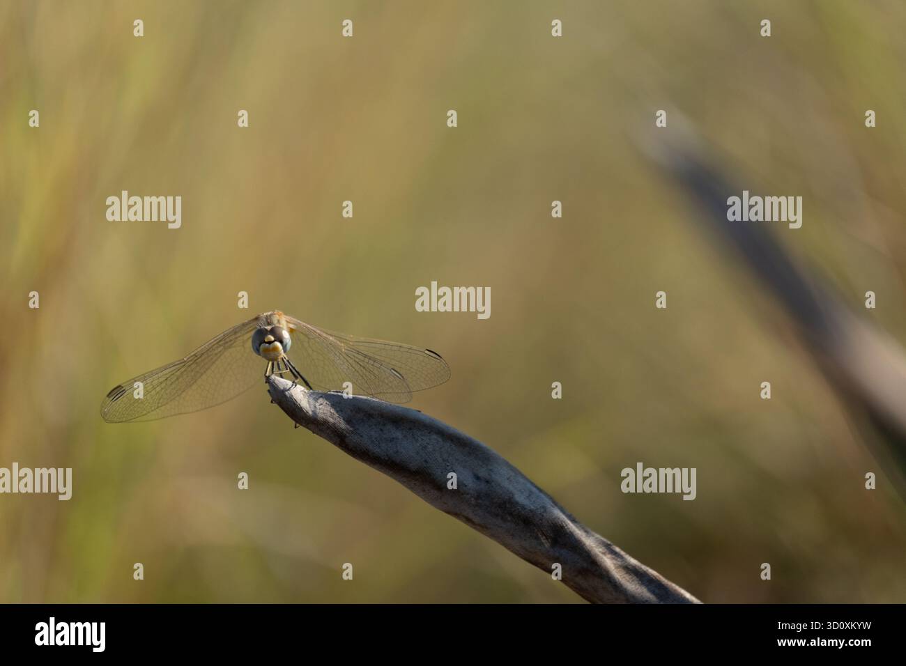 Libellule dard à veines rouges ou nomade (Sympetrum fonscolombii), Égypte Banque D'Images