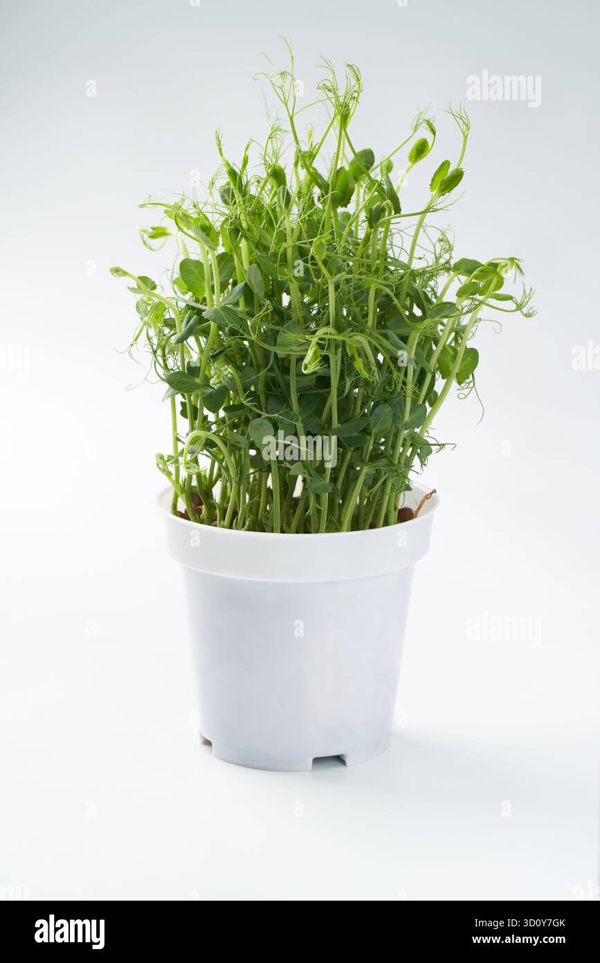 Un pot de pousses de pois frais poussant avec des feuilles vert vif et des vrilles fines dans un récipient blanc, isolé sur un fond blanc propre Banque D'Images