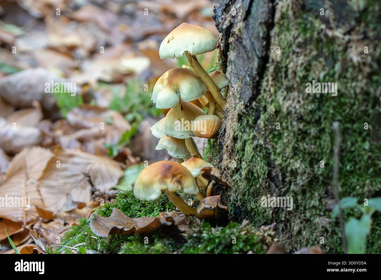 Grappe de champignons jaunes sur le tronc d'arbre Banque D'Images