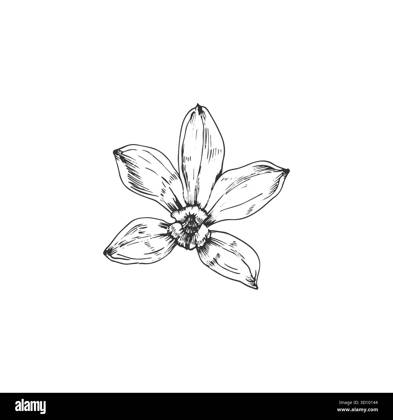 Fleur d'orchidée vanille illustration vectorielle dessinée à la main. Objet noir et blanc isolé Illustration de Vecteur