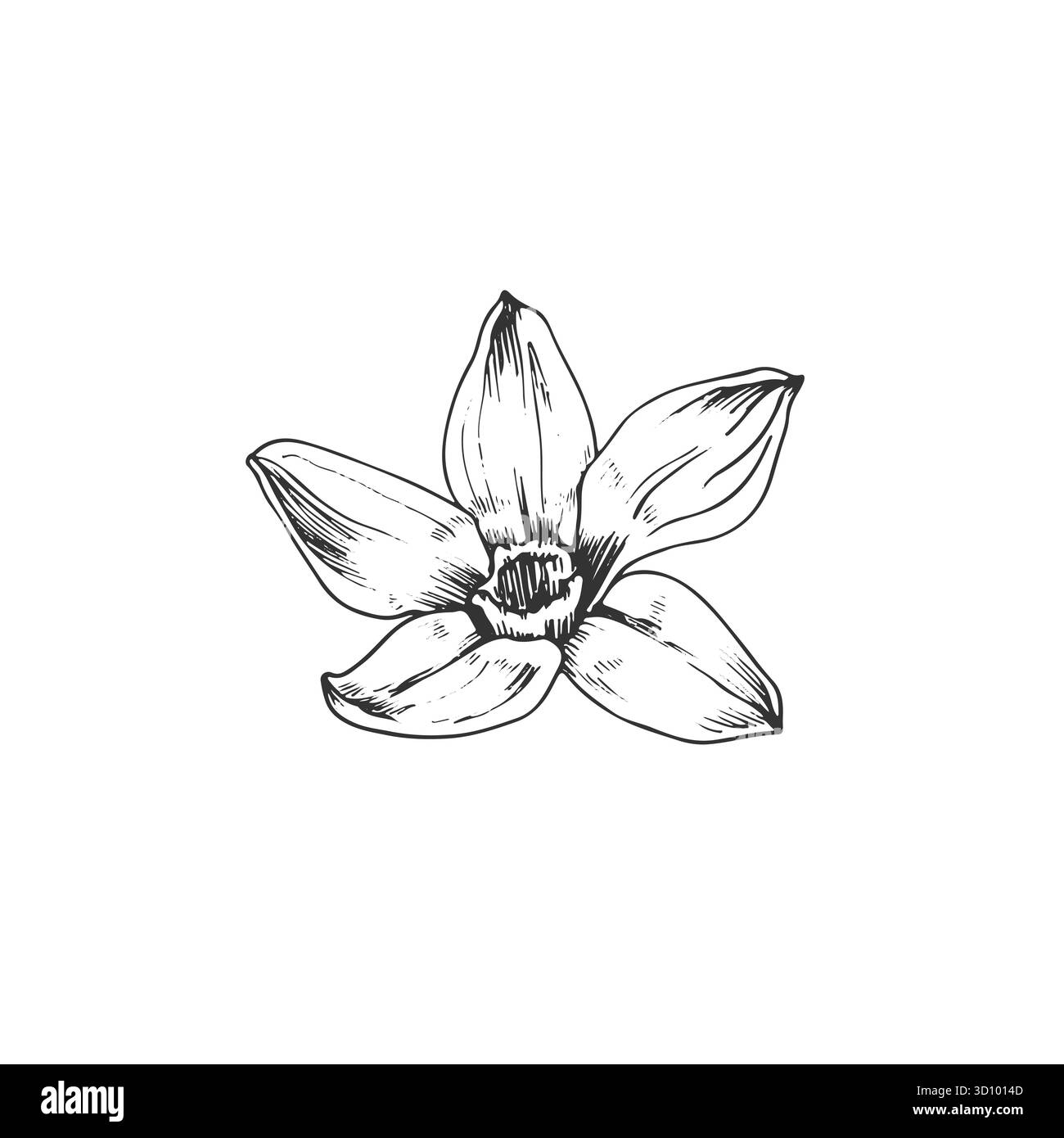 Fleur d'orchidée vanille illustration vectorielle dessinée à la main. Objet noir et blanc isolé Illustration de Vecteur