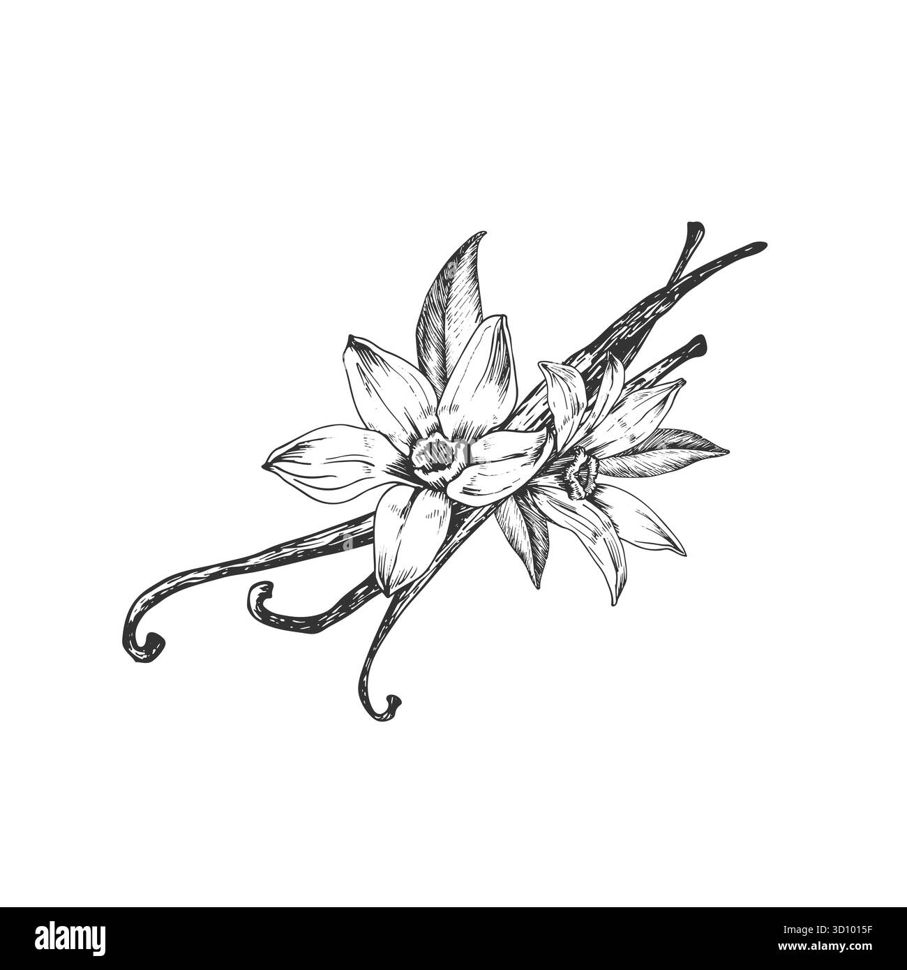 Vanille illustration vectorielle dessinée à la main. Fleurs noires et blanches, gousses Illustration de Vecteur