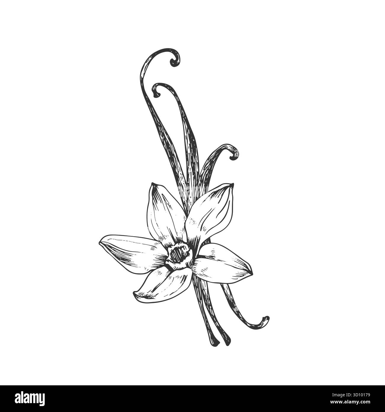 Vanille illustration vectorielle dessinée à la main. Fleurs noires et blanches, gousses Illustration de Vecteur