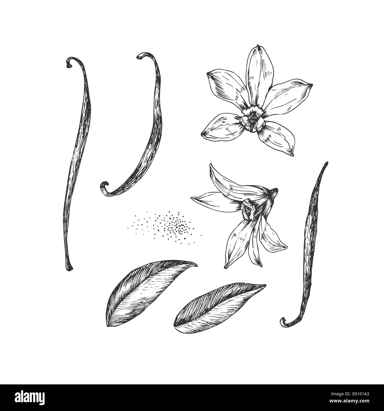 Vanille ensemble d'illustrations vectorielles dessinées à la main. Fleurs, gousses et feuilles noires et blanches Illustration de Vecteur