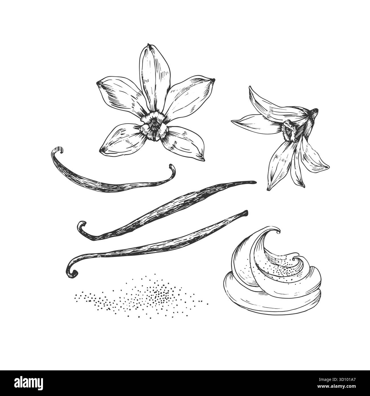 Vanille ensemble d'illustrations vectorielles dessinées à la main. Fleurs, gousses et feuilles noires et blanches Illustration de Vecteur