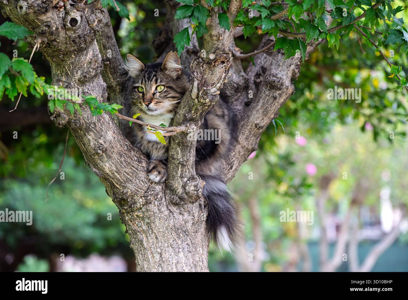Un beau chat tabby à cheveux longs errants est assis dans un arbre comme un chat Cheshire dans un parc à Istanbul, en Turquie. Banque D'Images