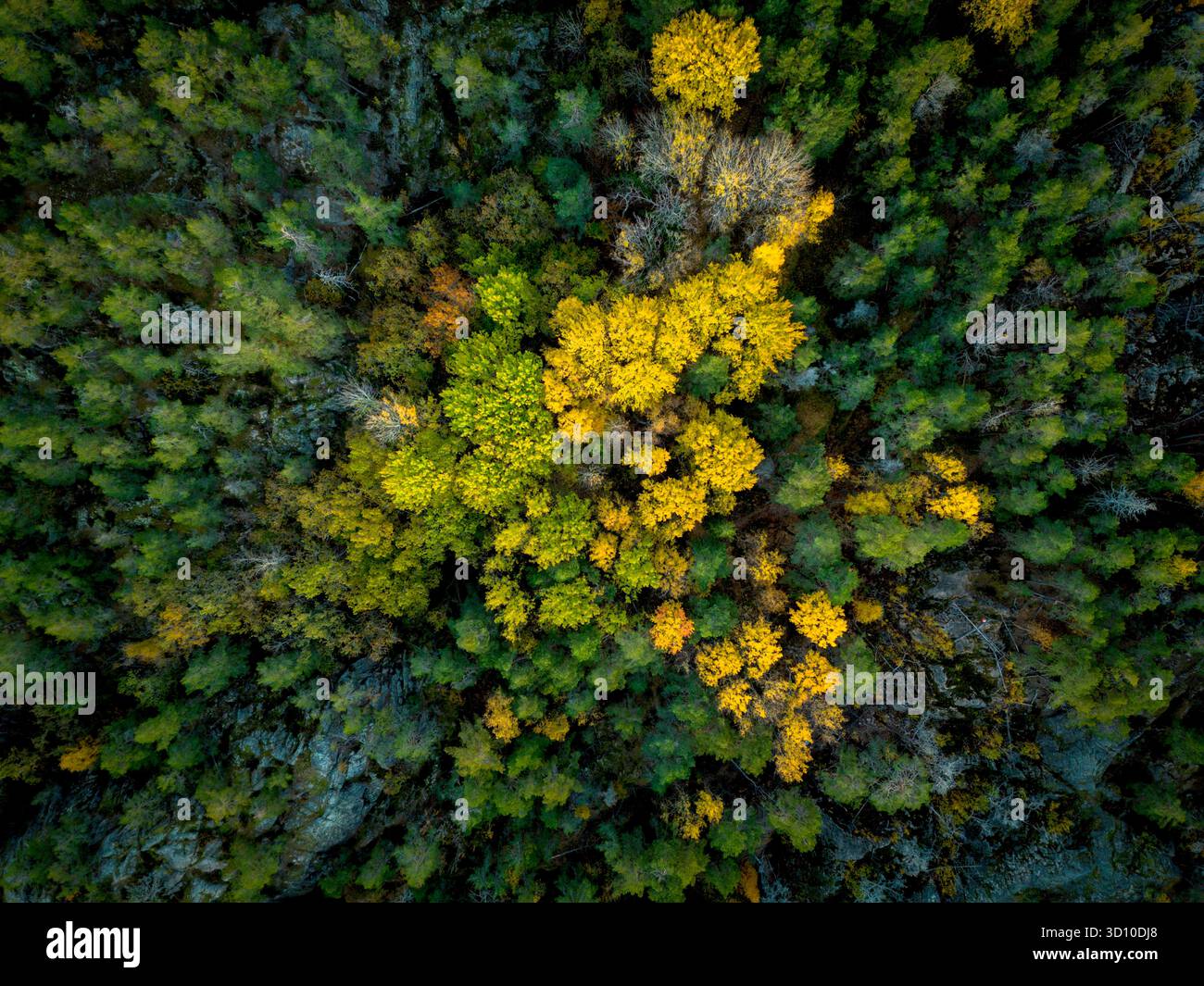 Canopées d'arbres à feuilles jaunes en automne entourées d'une forêt verdoyante vue directement au-dessus Banque D'Images