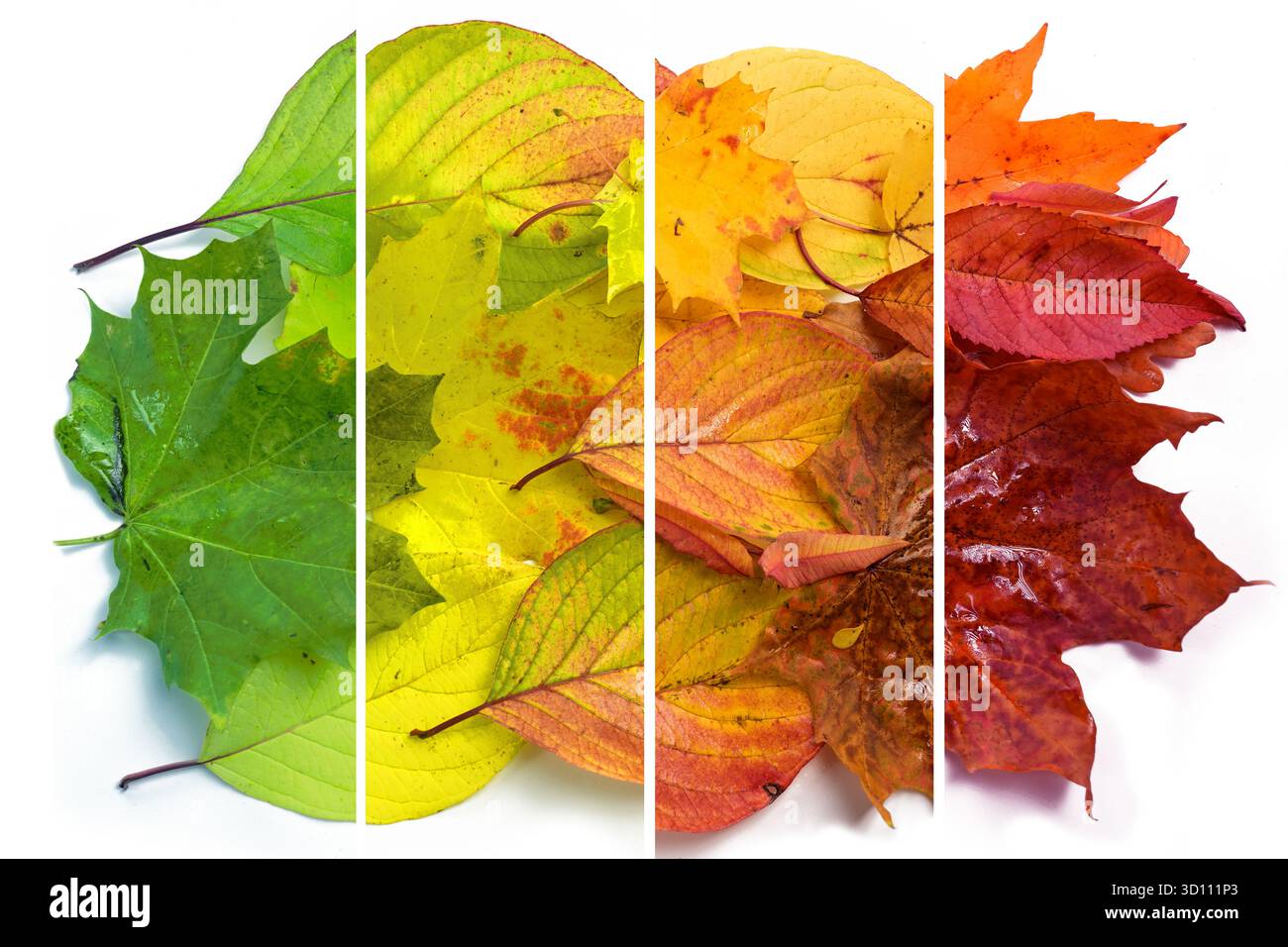 Changement de couleurs de diverses feuilles d'automne du vert au jaune, orange et rouge, photographie en quatre bandes sur un fond blanc, concept de design pour f Banque D'Images