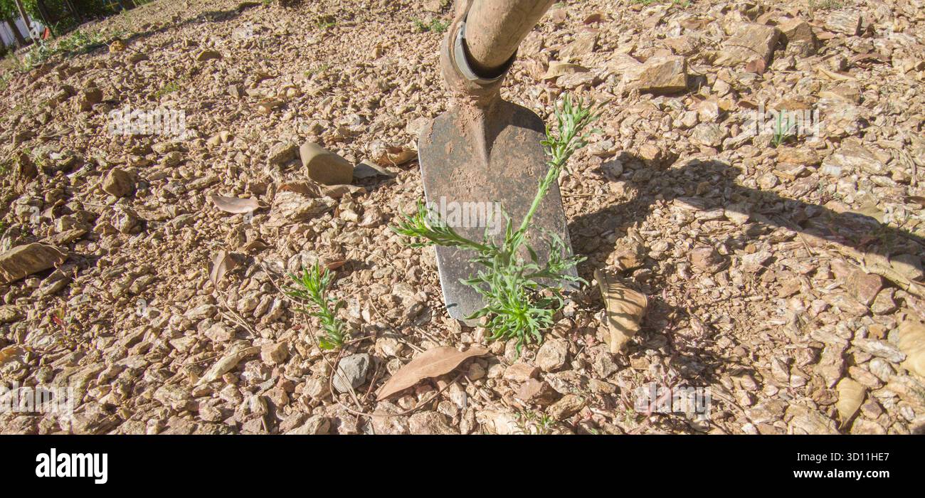 Jardinier utilisant la houe à mauvaises herbes pour arracher les mauvaises herbes. Tâches de désherbage dans les jardins Banque D'Images