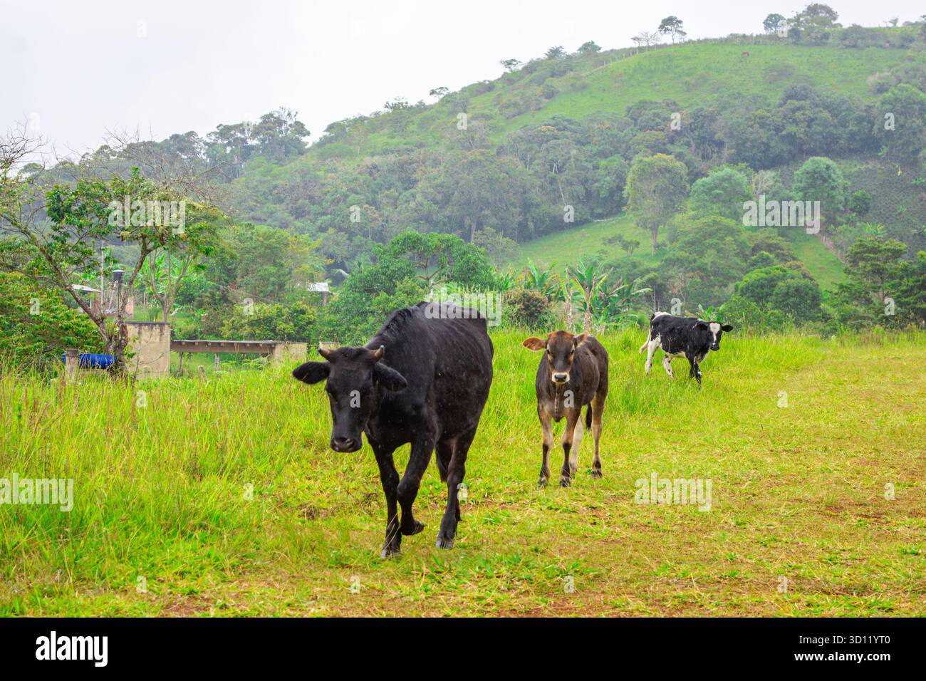 Une scène sereine représentant des vaches qui paissent dans un pâturage vert, entouré de collines luxuriantes à San Agustin, Huila, Colombie. Banque D'Images