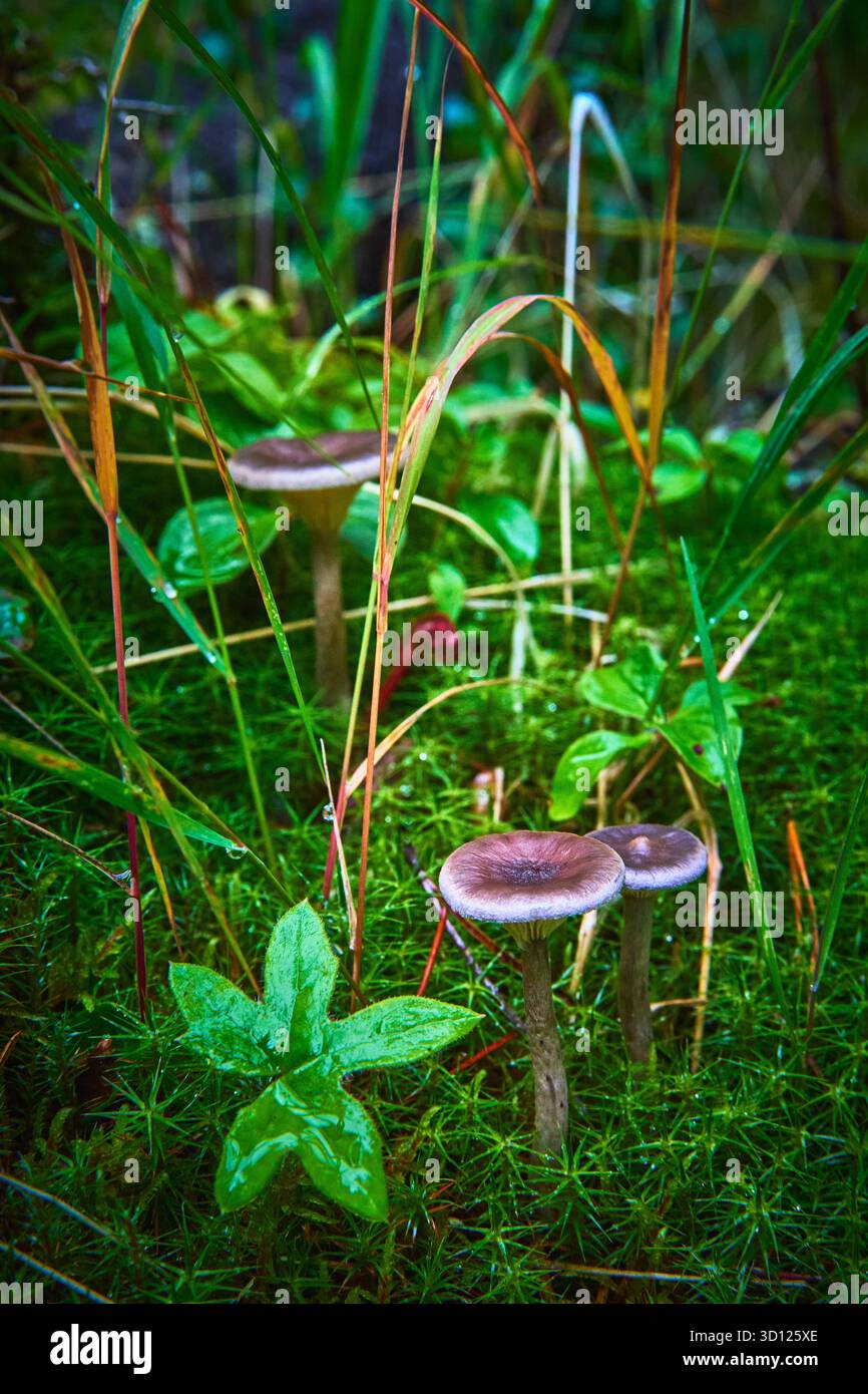 Champignons sauvages et mousse sur le sol de Dewy Forest avec feuillage vert frais Banque D'Images