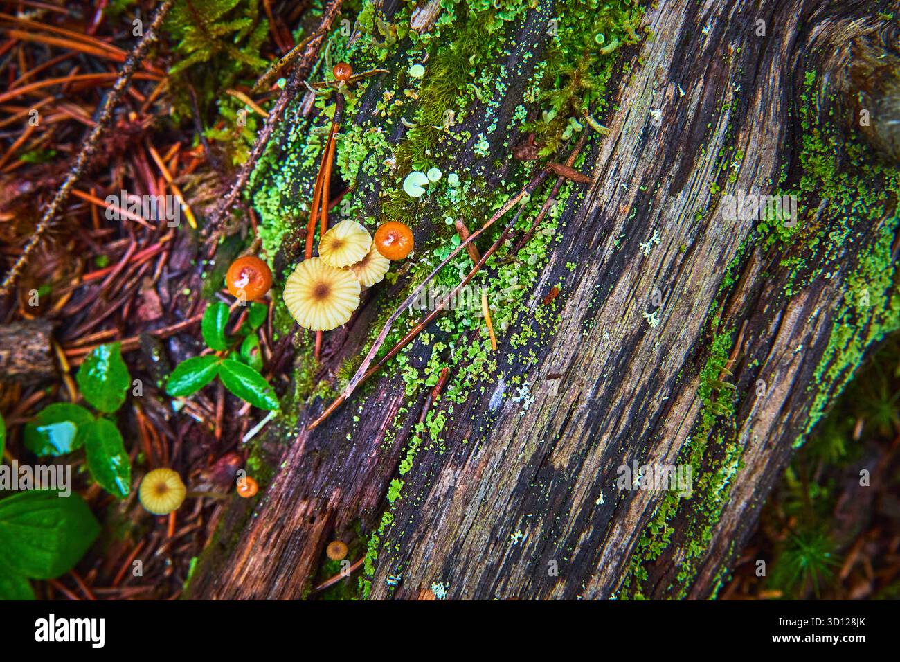 Mousse de champignons et détail de la bûche altérée sur le plancher forestier Banque D'Images