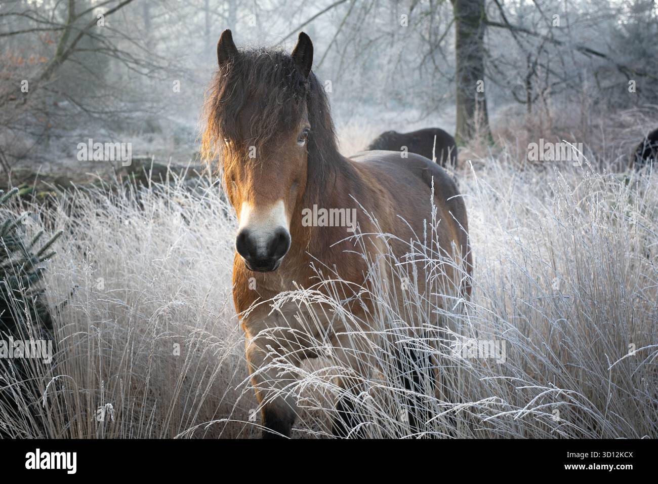 Le cheval brun se dresse sur la lande du Drents-Friese Wold au petit matin. La photo a été prise tôt le matin, donc l'herbe était gelée Banque D'Images