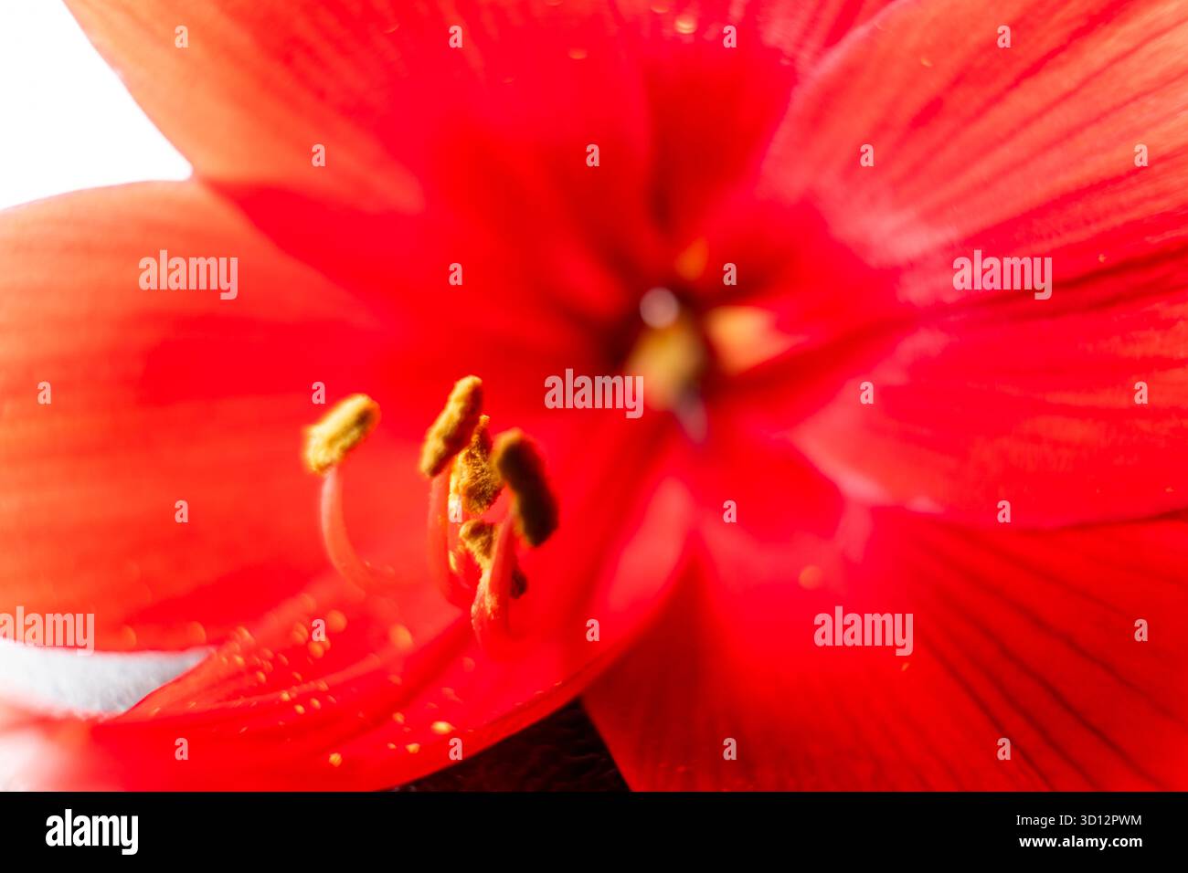 Gros plan extrême d'une fleur rouge éclatante d'amaryllis. L'accent est mis sur l'étamine et le pollen jaune, tandis que les pétales environnants créent un ab doux Banque D'Images