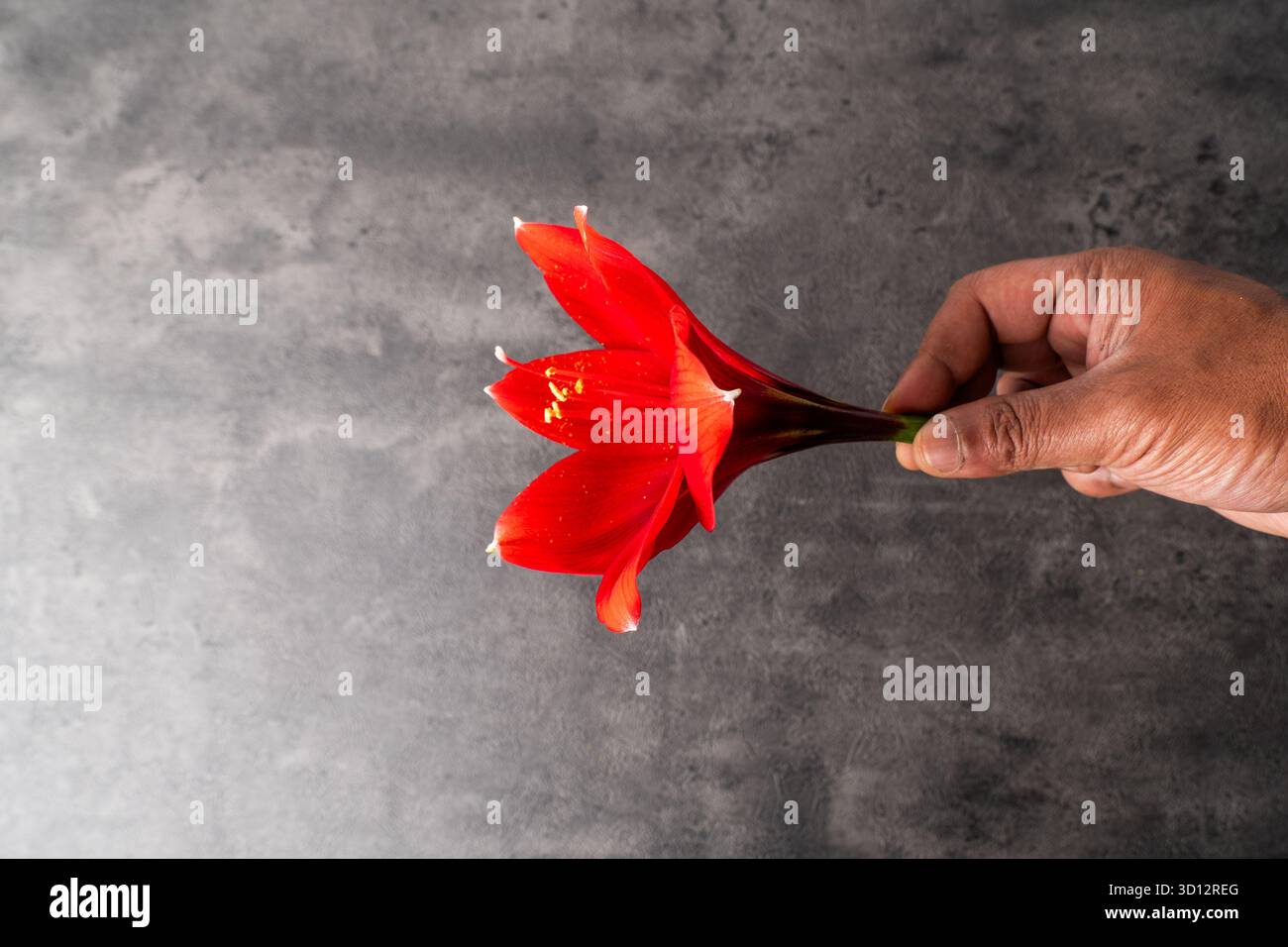 Gros plan de la main d'un homme asiatique tenant une fleur rouge éclatante d'amaryllis (lis) sur un fond de béton texturé sombre. Concept de romance Banque D'Images