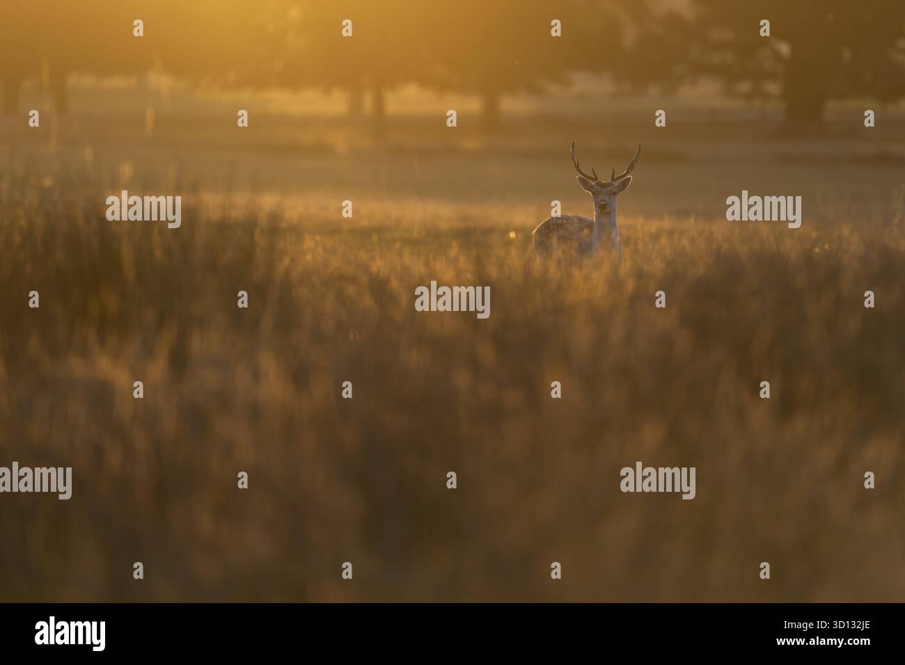 Cerf en jachère, Londres, Angleterre, Grande-Bretagne Banque D'Images